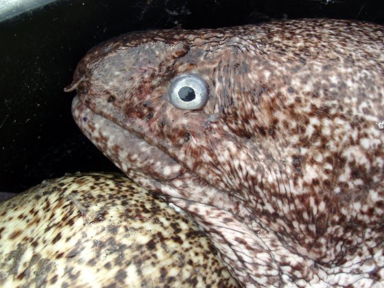 Moray Eel Moray Eel
